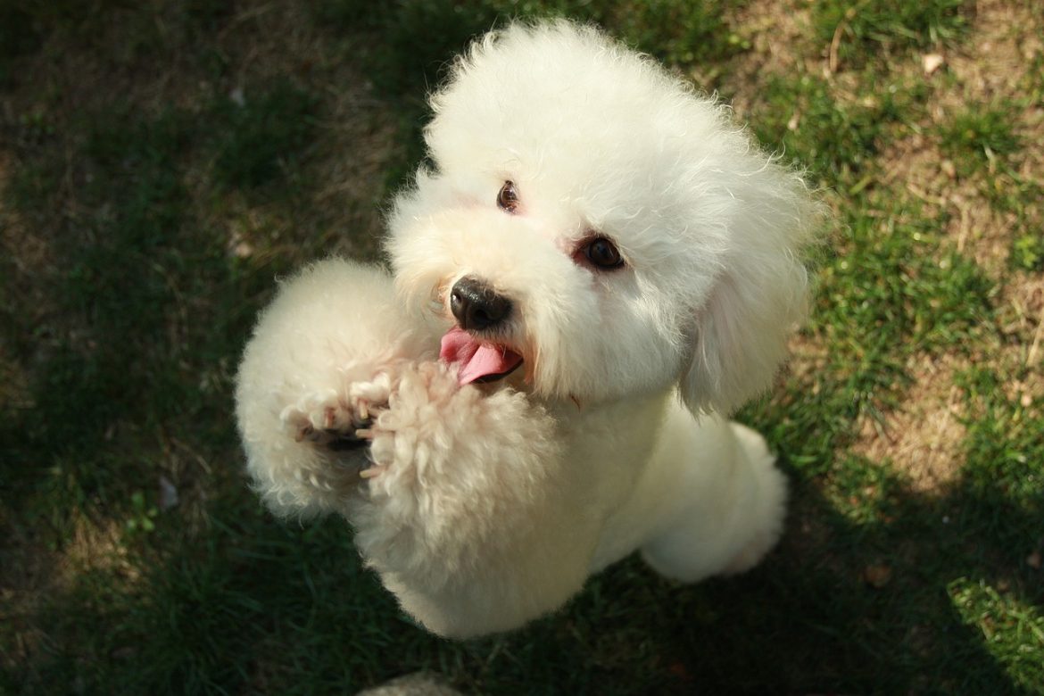 Éducation des chiots pour les nouveaux propriétaires